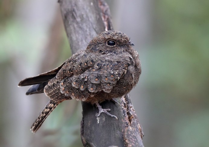Африканский козодой