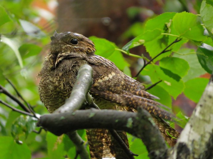 Great eared Nightjar