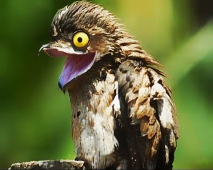 Клюв козодоя