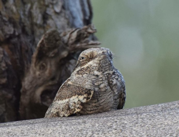 Саванный козодой