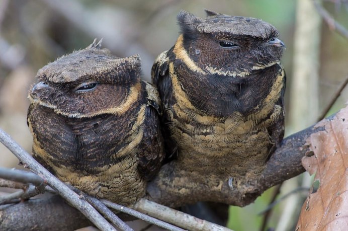 Ушастый козодой птица