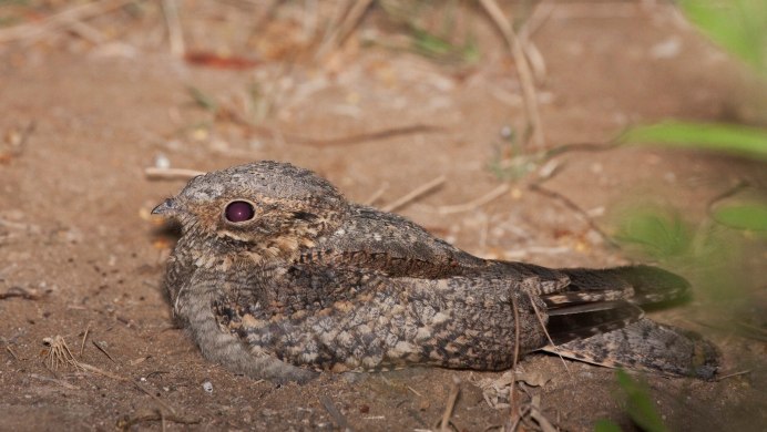 Ушастый козодой