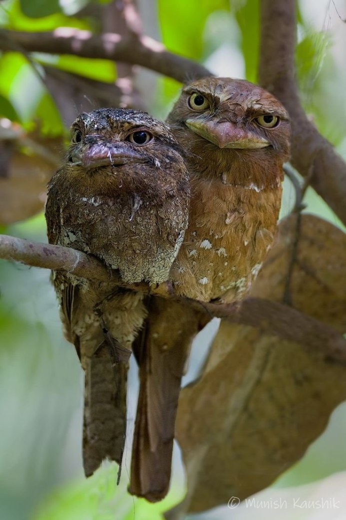 Гигантский козодой