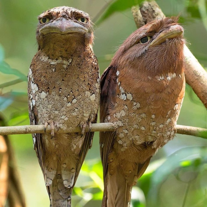 Американский козодой