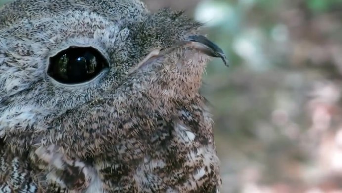 Исполинский серый козодой птица