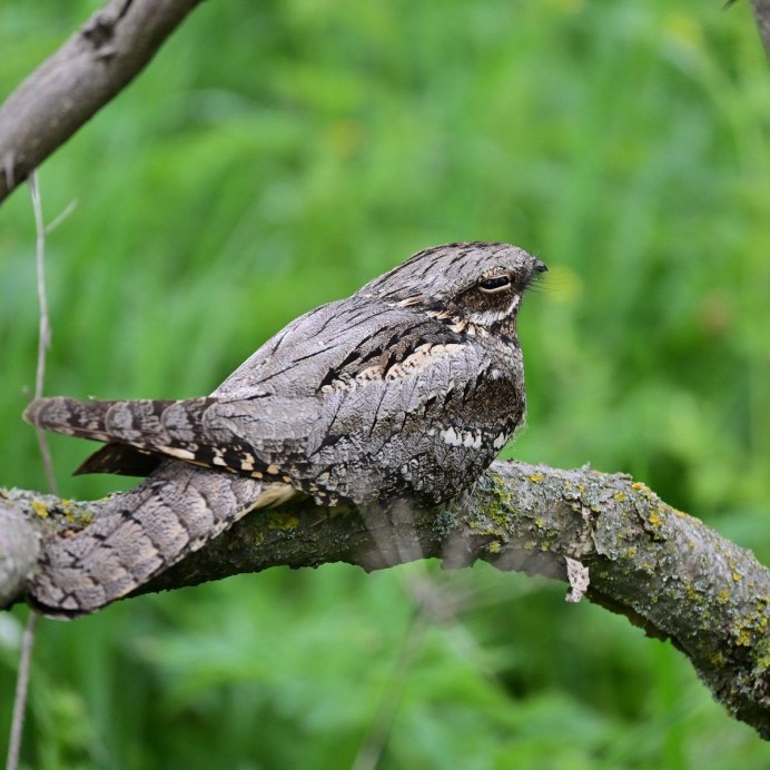 Стриж птица