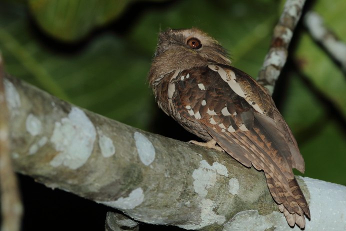 Козодой исполинский козодой исполинский