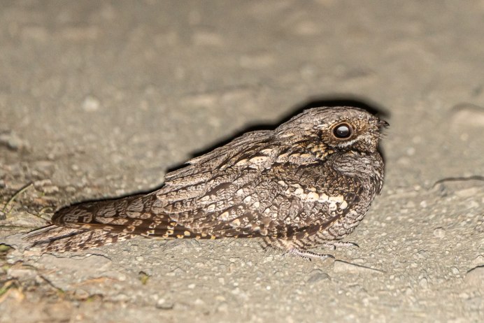 Птица Великий поту