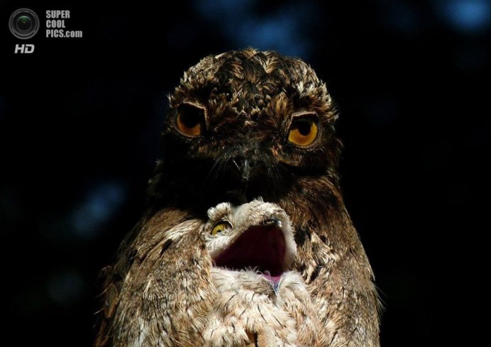 Длиннохвостый козодой