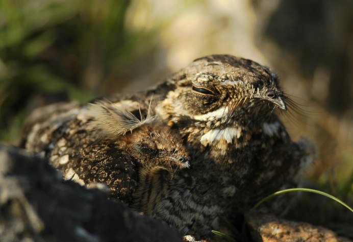 Белогорлый козодой