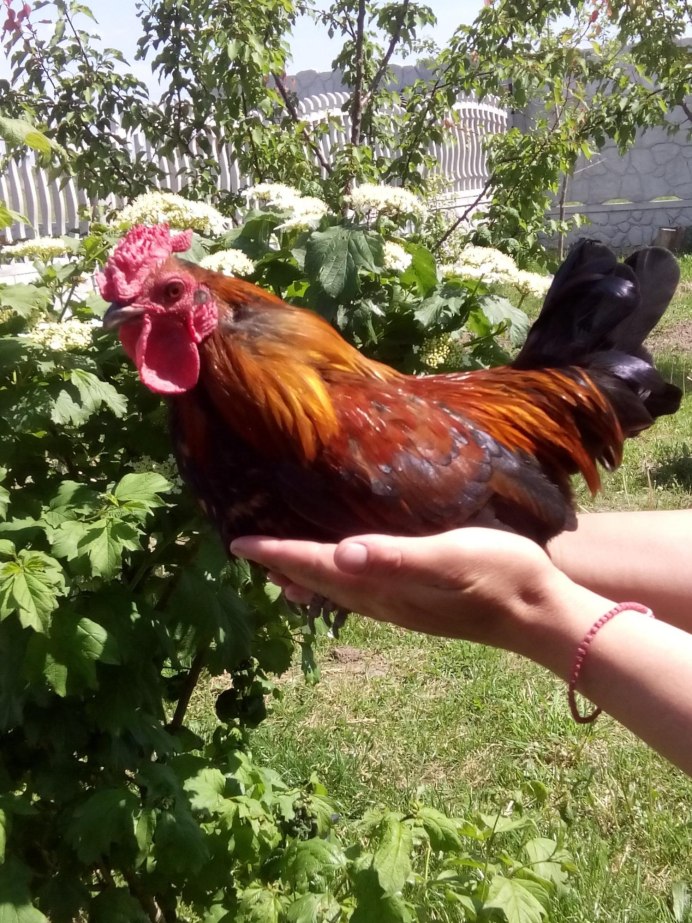Карликовый падуан цыпленок