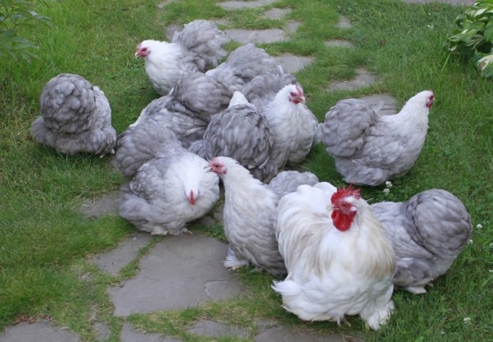 Кохинхины куры