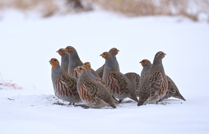 Белая куропатка зимой
