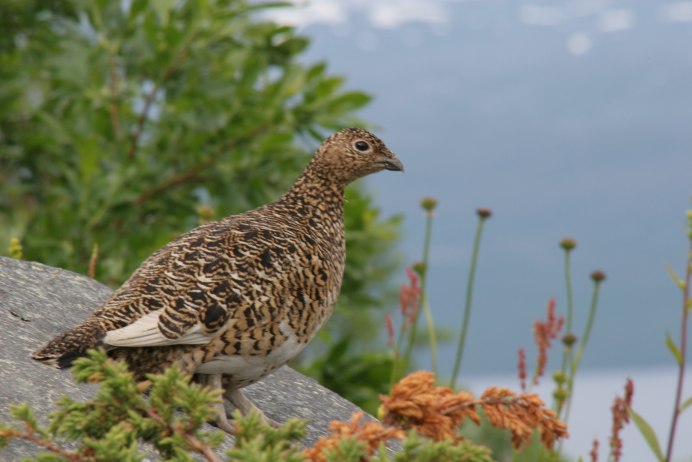 Серая куропатка (Perdix Perdix)