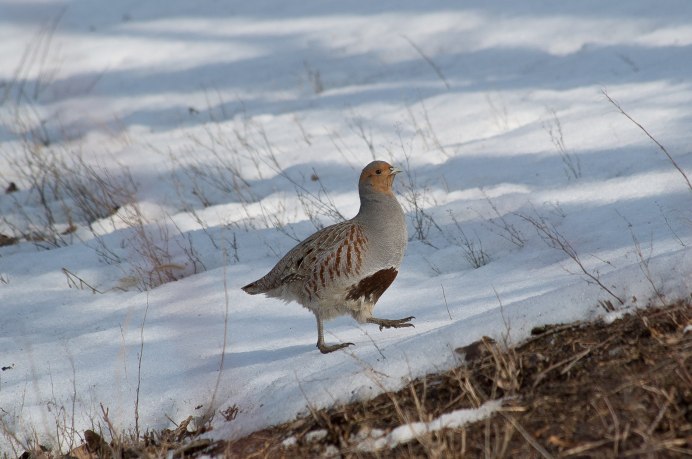 Торлаа куропатка