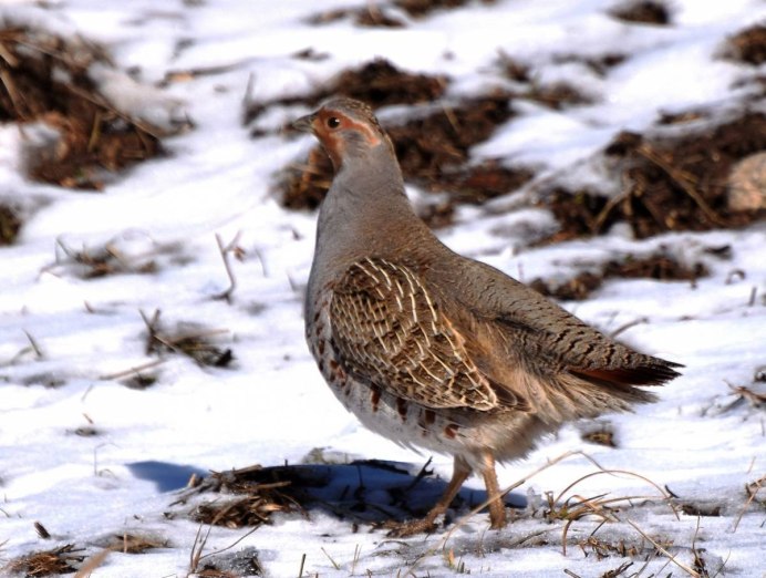 Серая куропатка (Perdix Perdix)