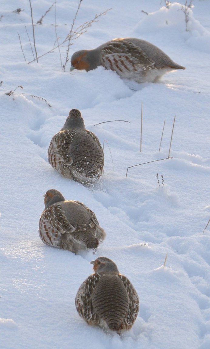 Полярная куропатка