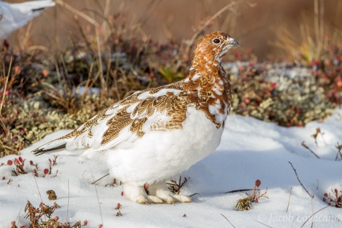 Серая куропатка Курганской области