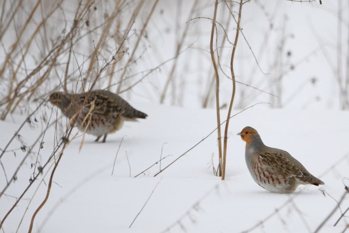 Серая куропатка зимой