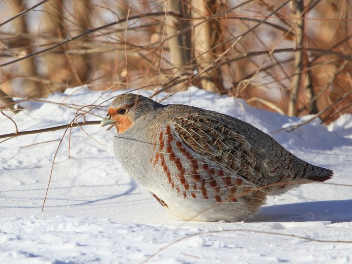 Серая куропатка (Perdix Perdix)