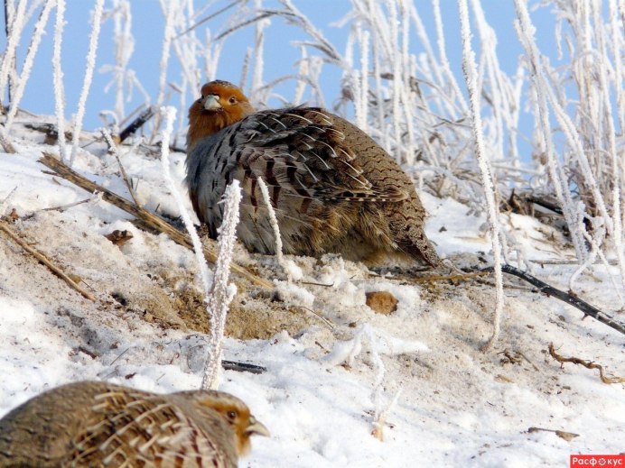 Серая куропатка (Perdix Perdix)
