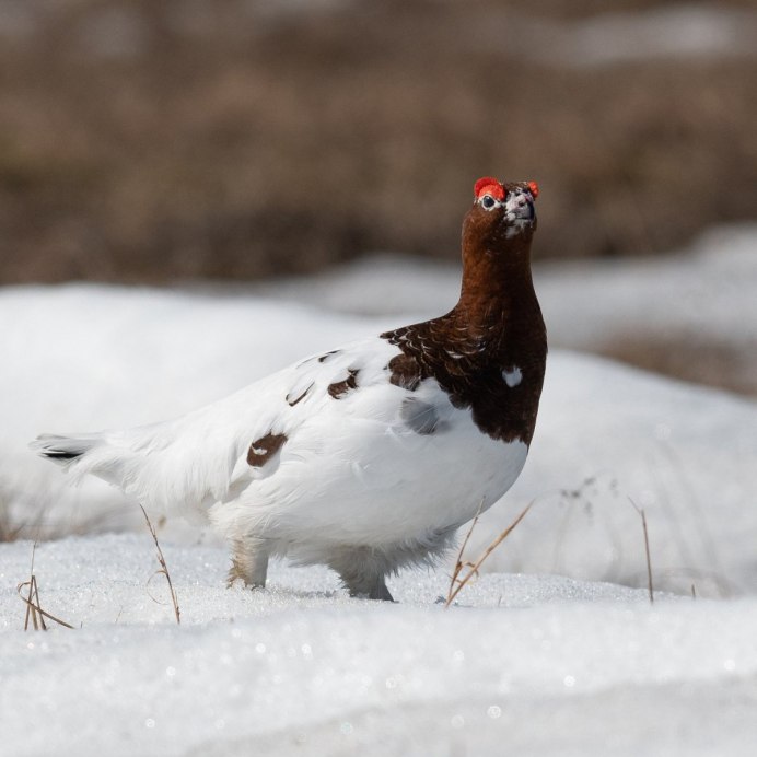 Серая куропатка (Perdix Perdix)