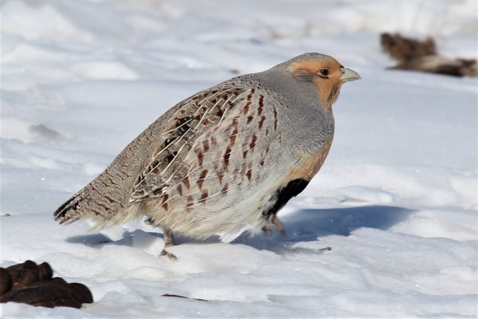 Серая куропатка (Perdix Perdix)