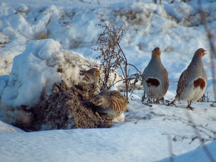 Белая куропатка в тундре