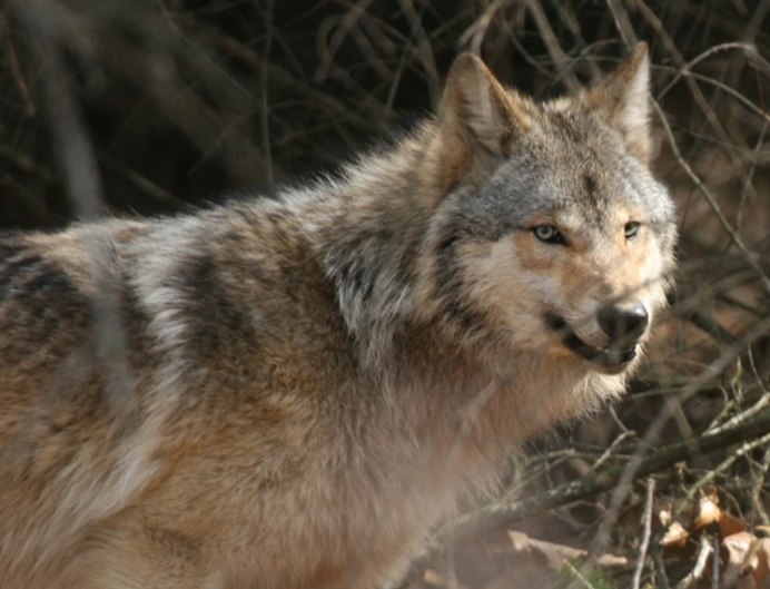 Canis Lupus tundrarum