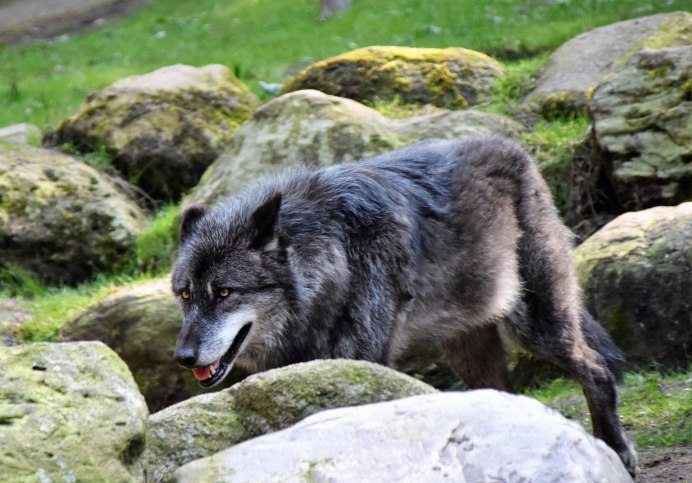 Canis Lupus alces