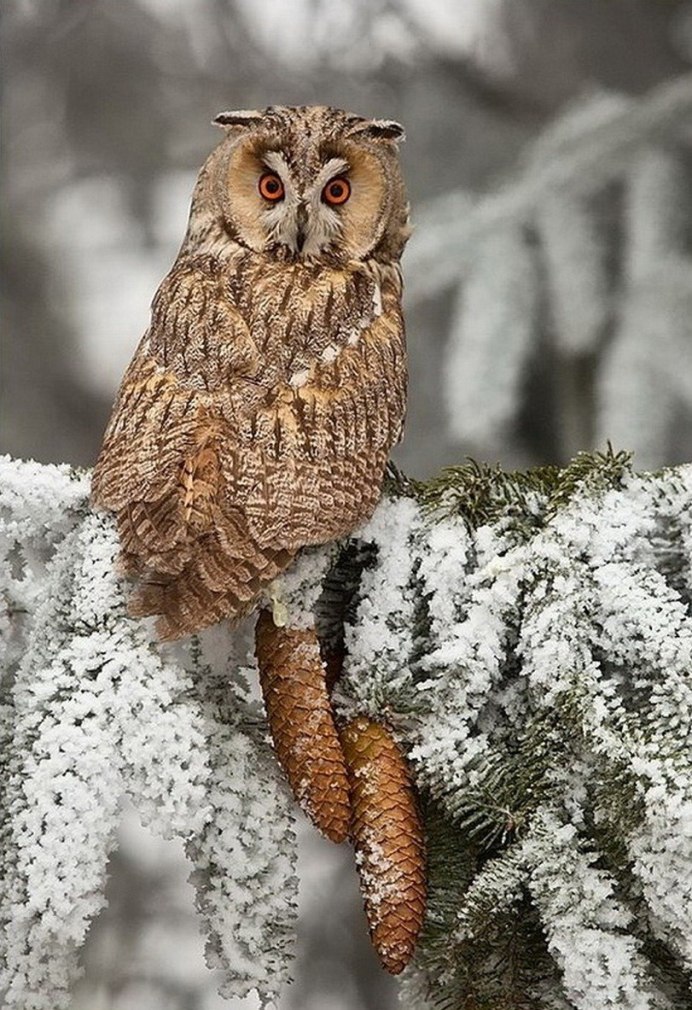 Зимующий Филин