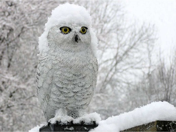 Животные в снегу