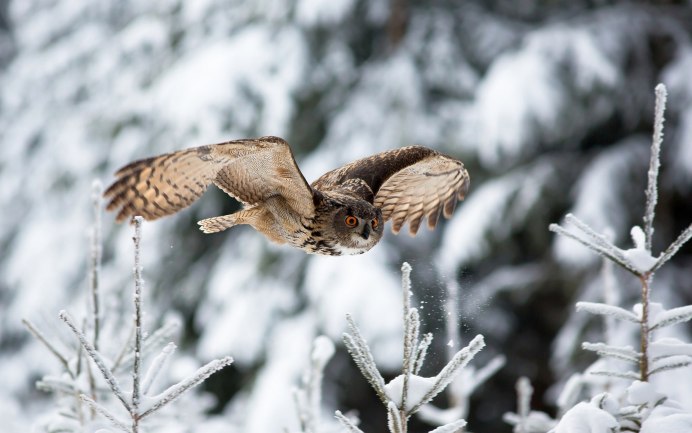 Филин зимой