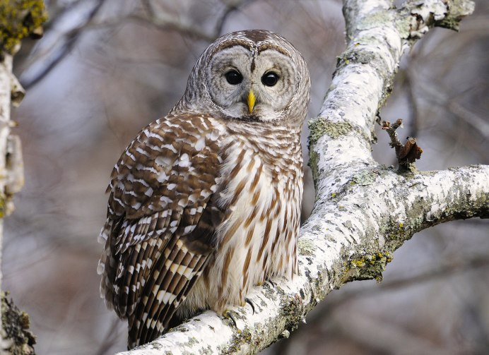 Сова зимой