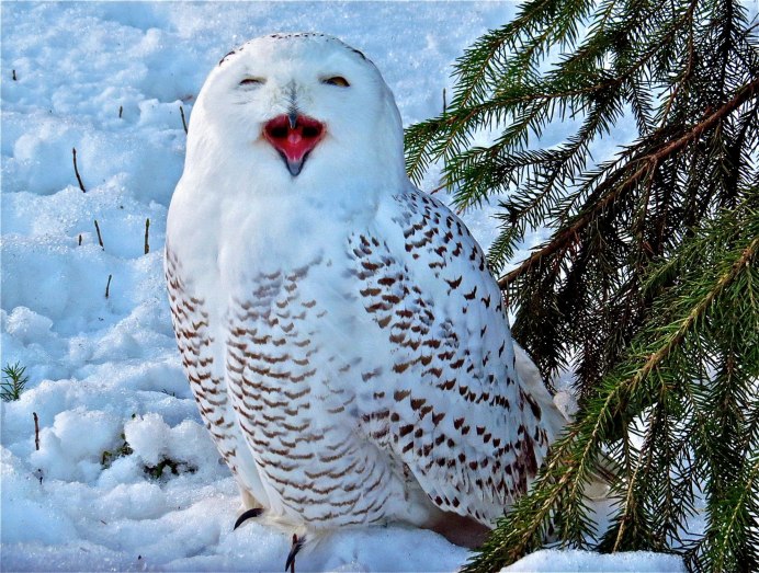 Калифорнийский воробьиный Сыч-Гном