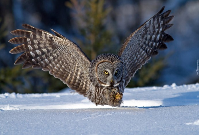 Семья Полярных сов