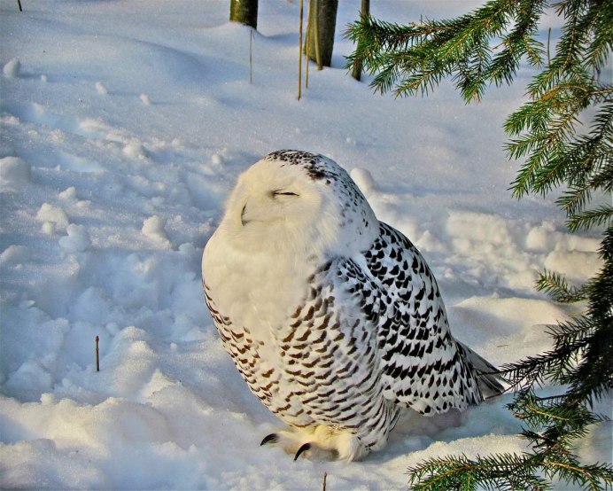 Зимующий Филин