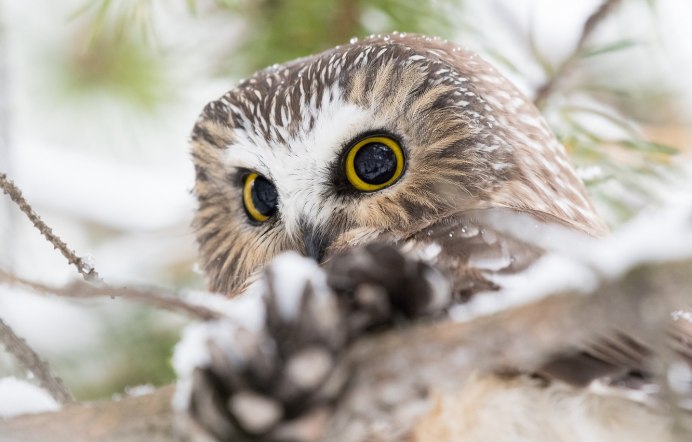 Совята зима