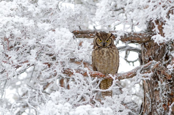 Западносибирский Филин