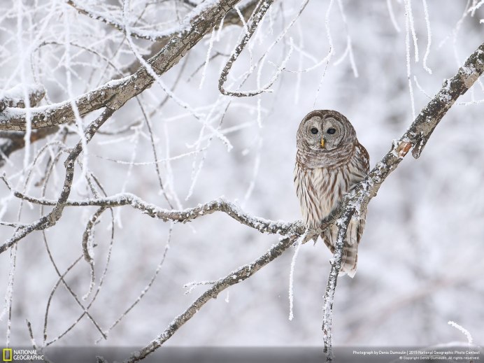 Зимняя природа с совой