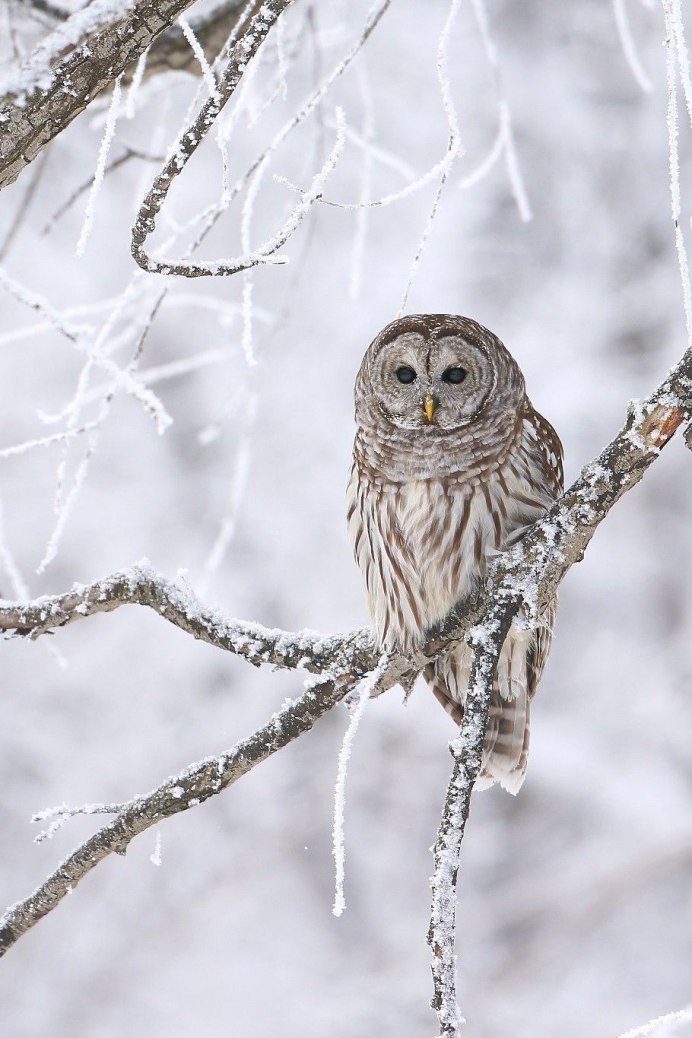 Совообразные Полярная