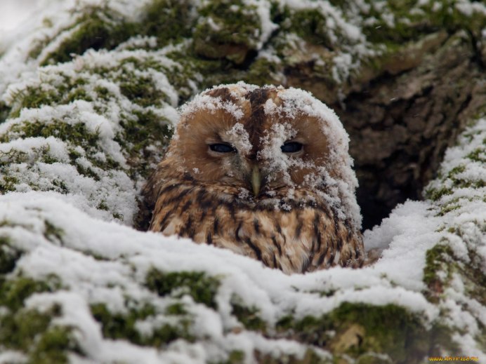 Сова в снегу