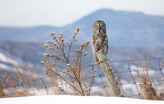 Лесной Сыч неясыть