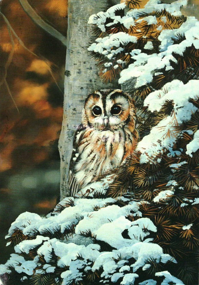 Сова зимой в лесу