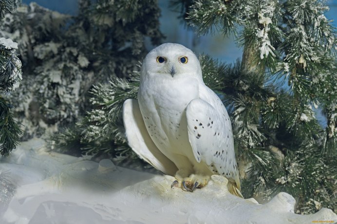 Филин зимой