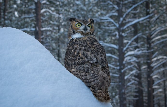 Сова зимой