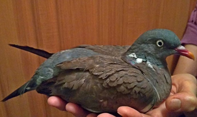 Голубь белый с коричневыми пятнами