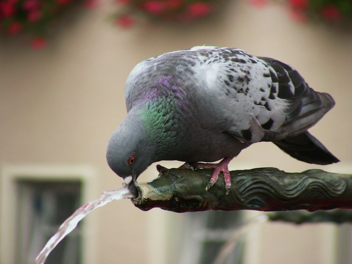 Western crowned Pigeon