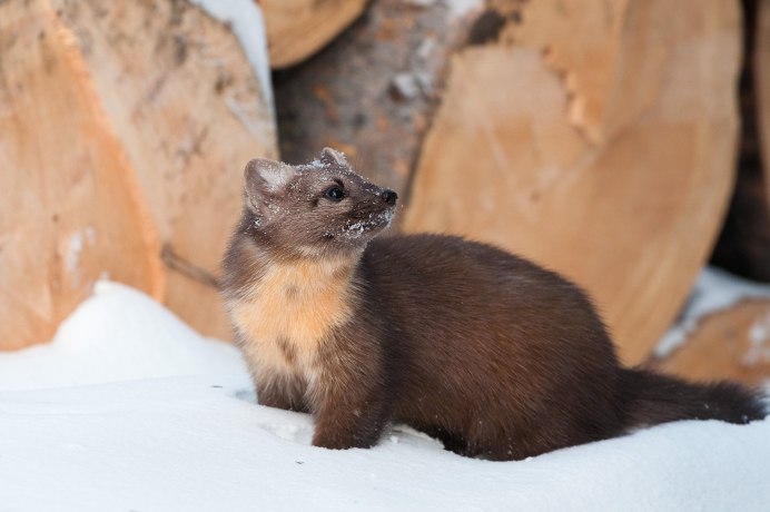 Pine Marten American