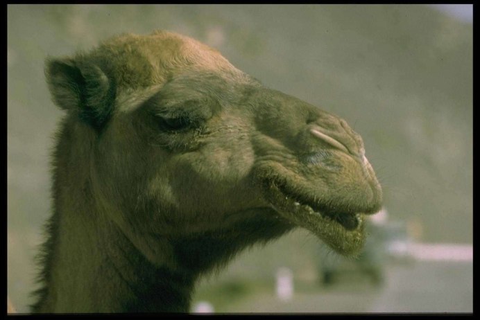 Дикий двугорбый верблюд